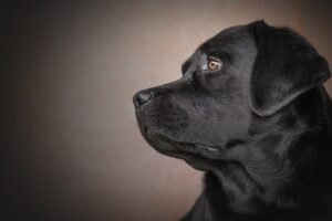 síndrome del perro negro